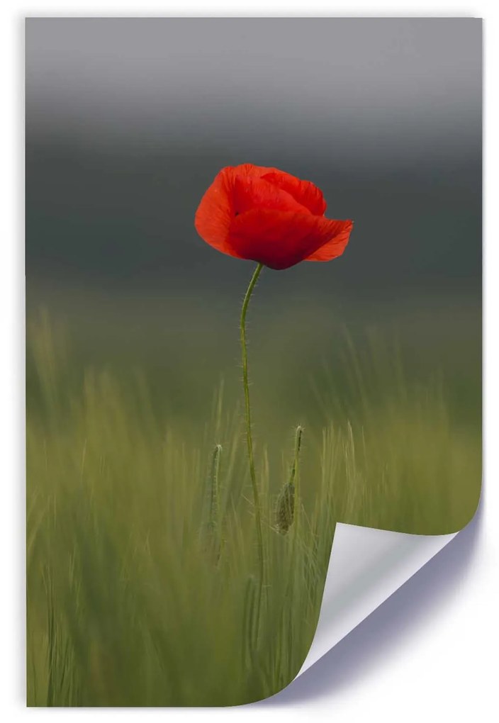 Gario Plagát Mak na poli Farba rámu: Bez rámu, Rozmery: 40 x 60 cm