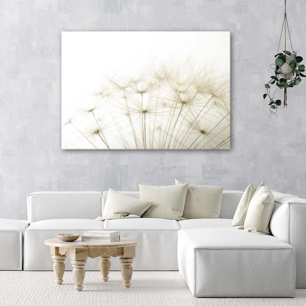 Obraz na plátně Pampeliška Příroda Béžová - 100x70 cm