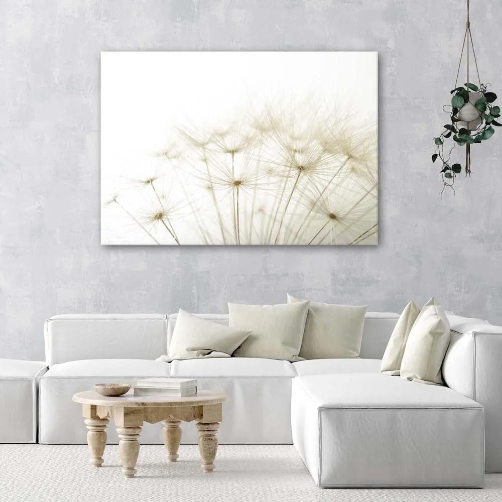 Obraz na plátně Pampeliška Příroda Béžová - 120x80 cm