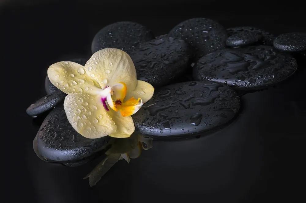 Fototapeta Zen kamene so žltou orchideou - 150x100
