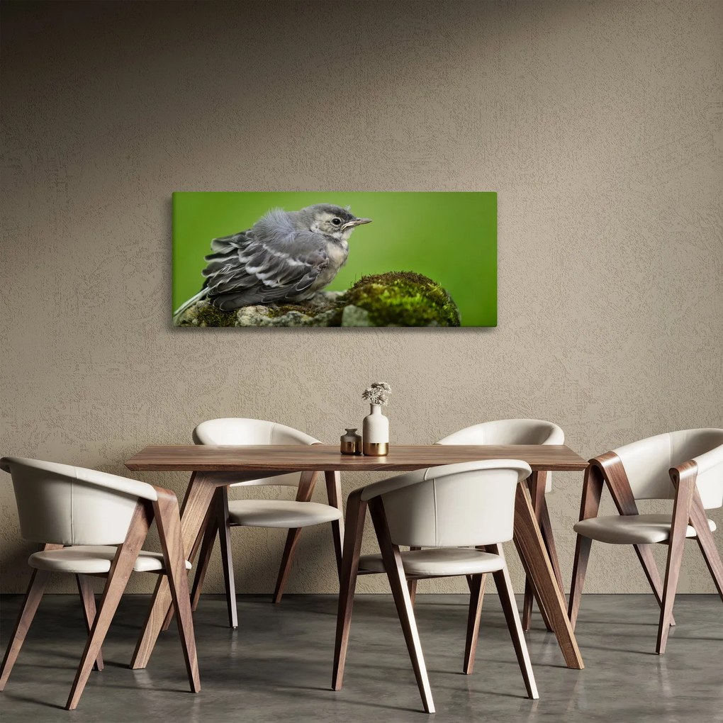 Obraz - Muchárik (120x50 cm)