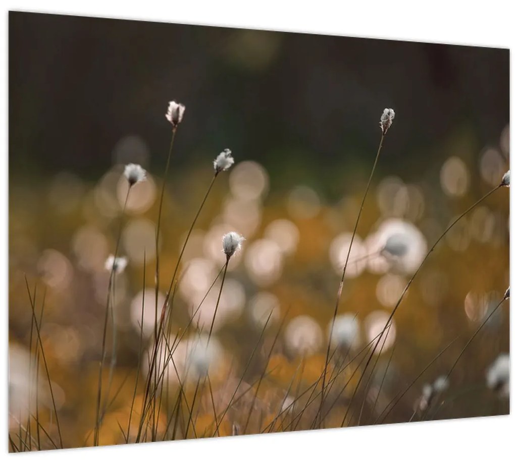 Sklenený obraz - Lúka s cottongrass N⁰2 (70x50 cm)