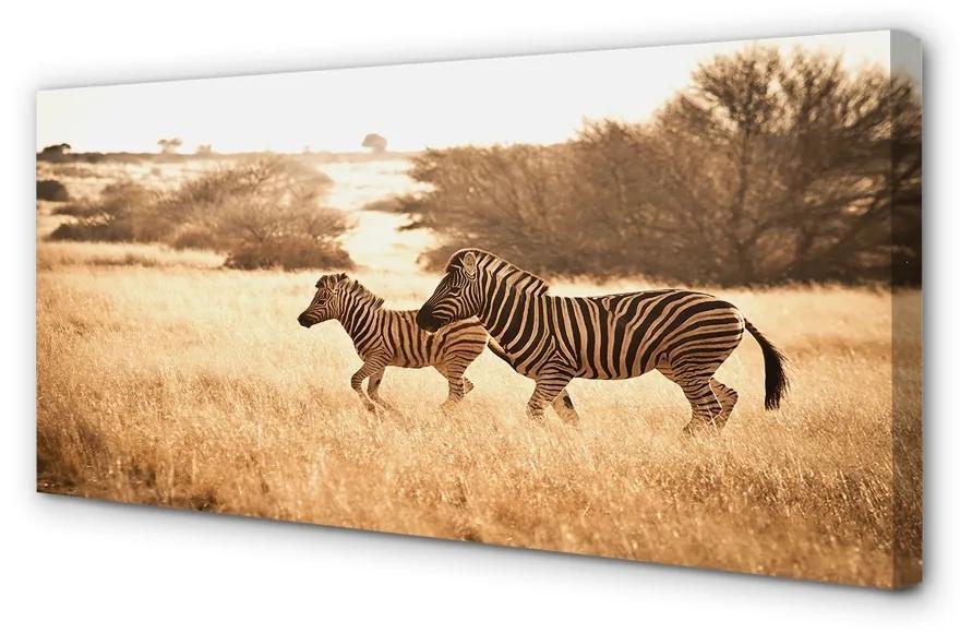Obraz na plátne Zebra poľa sunset 140x70cm | BIANO
