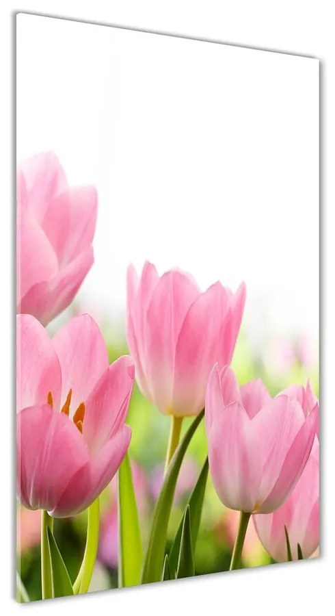 Foto obraz akrylové sklo Ružové tulipány pl-oa-70x140-f-76412458