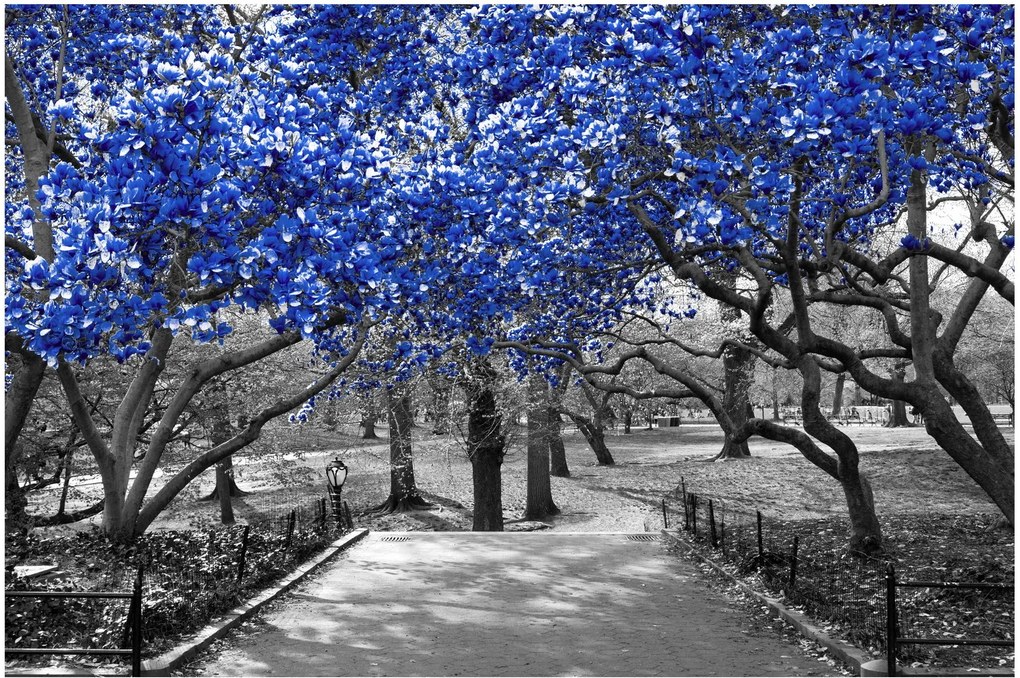 Obrázok - Modré stromy, Central Park, New York (90x60 cm)