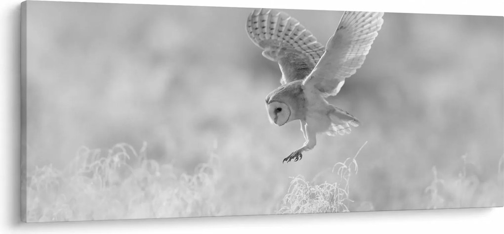 Obraz - Sova v poli (120x50 cm)