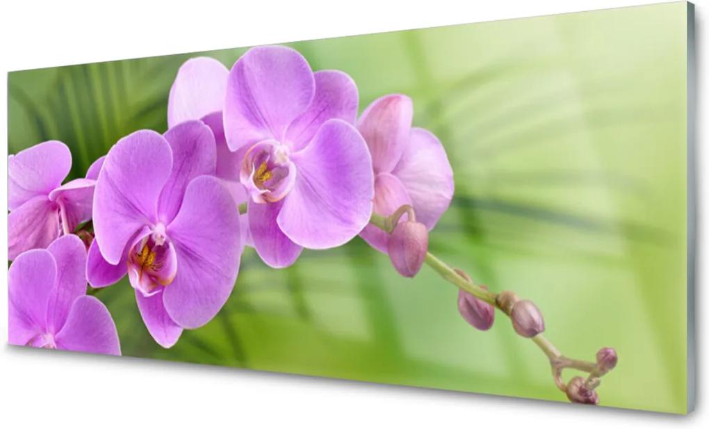 Skleněný obraz Vstavač orchidej květiny