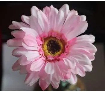 Gerbera ružová X5786-05