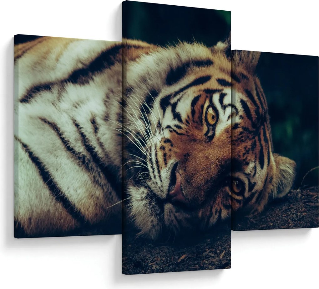 Obraz - Tiger Sibírsky (90x60 cm)