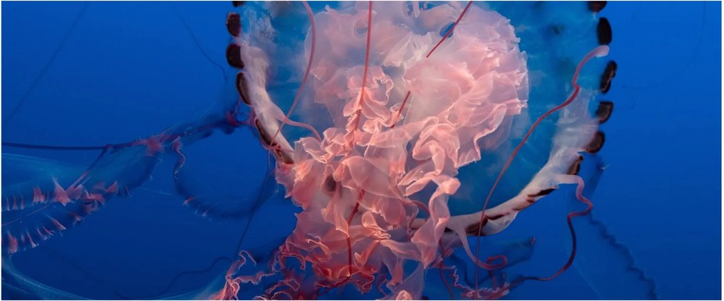 Obraz medúzy (120x50 cm)