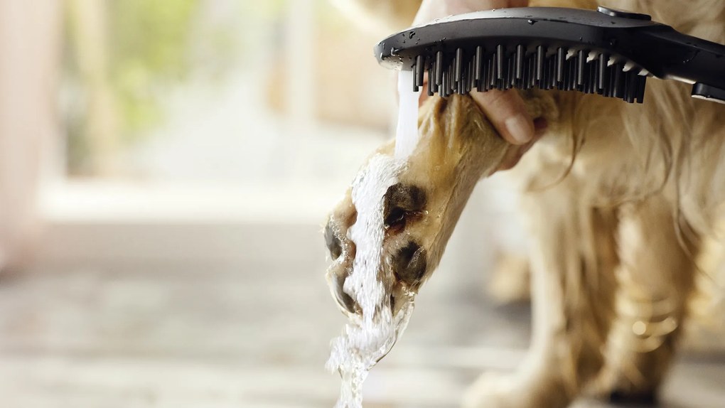 Hansgrohe DogShower, ručná sprcha pre psa, ružová, HAN-26640560