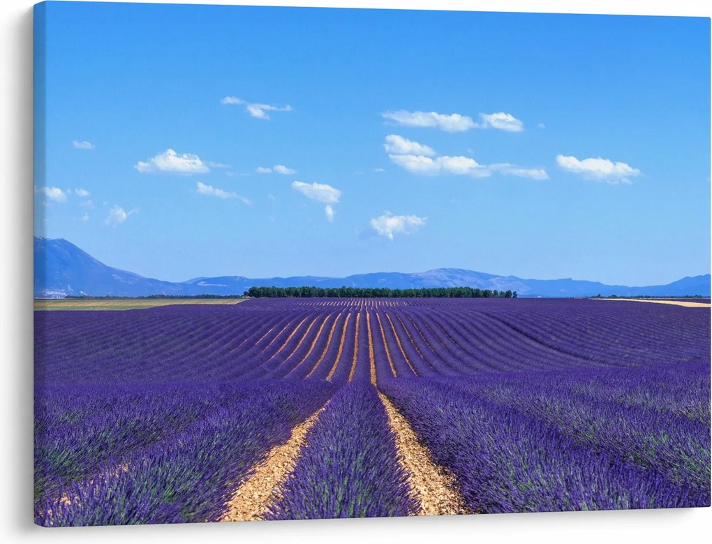 Obraz - Levanduľové pole (70x50 cm)