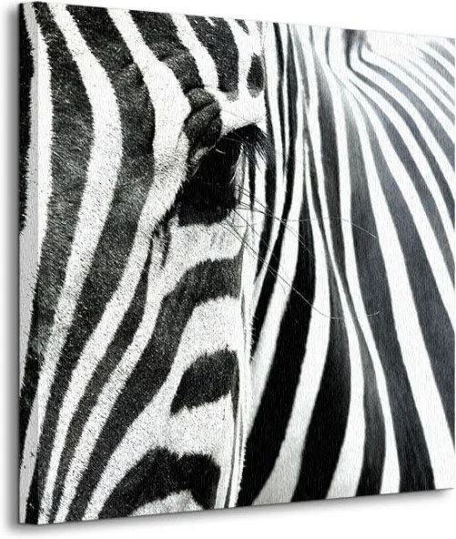 Obraz na plátne Oko zebry Attila_Toro 40x40cm CKS0550