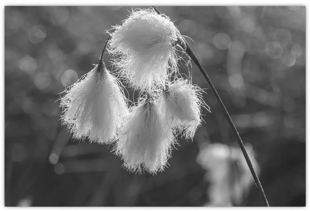 Obraz - Cottongrass (90x60 cm)