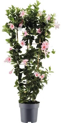 Mandevila dipladenia na špalieri FloraSelf Dipladenia mandevilla hybrid celková výška cca 100 cm kvetináč Ø 21 cm ružová