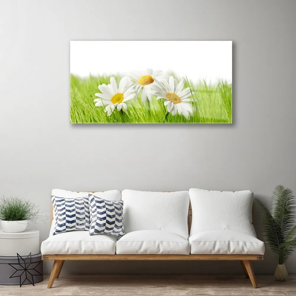 Skleneny obraz Sedmokráska kvety rastlina 140x70 cm