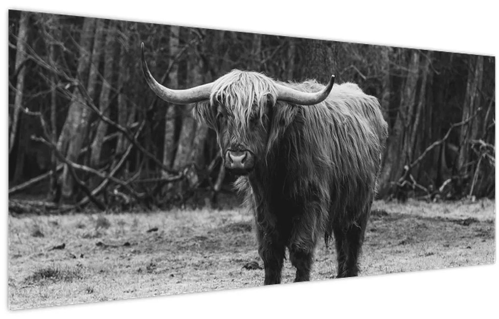 Obraz - Škótska krava (120x50 cm)