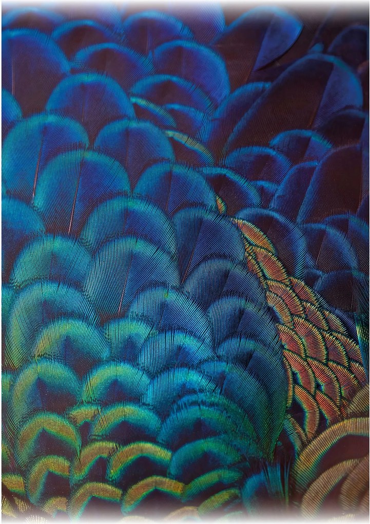 Plátno maľba Multicolor Feathers