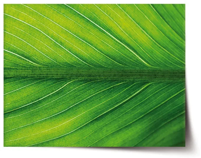 Sablio Plagát List 2 - 90x60 cm