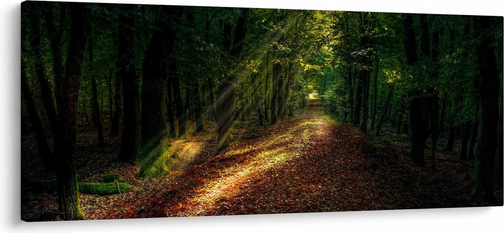 Obraz lesnej cesty (120x50 cm)