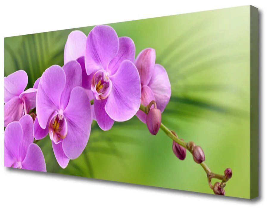 Obraz Canvas Vstavač orchidea kvety 100x50 cm