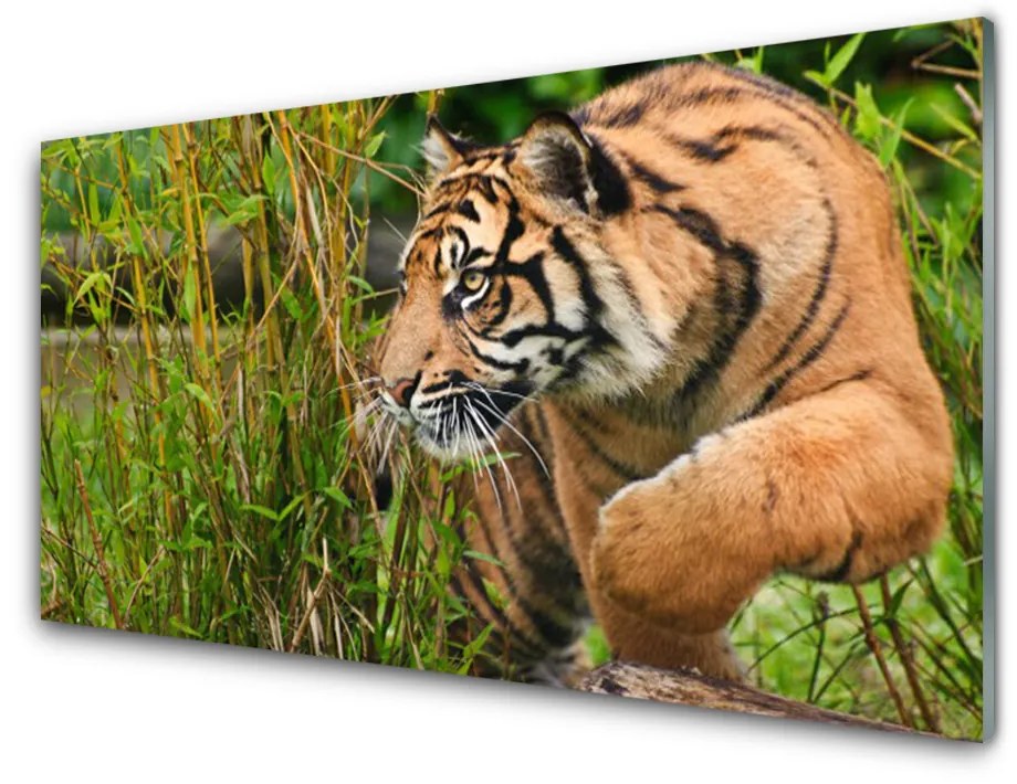 Sklenený obklad Do kuchyne Tiger zvieratá 140x70 cm