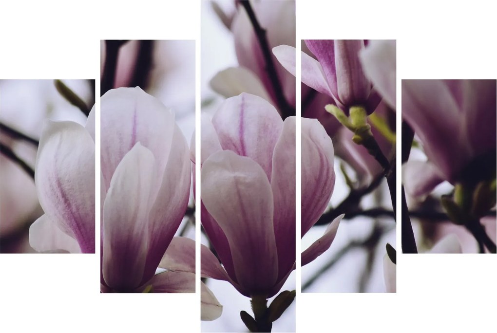 Obraz - Magnolie (150x105 cm)