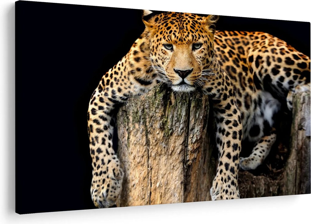 Obraz - Gepard (90x60 cm)