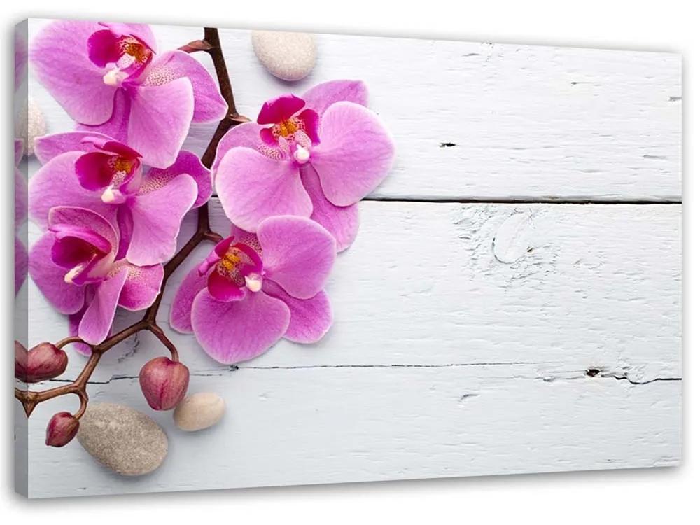 Obraz na plátně Růžové orchideje Květina - 90x60 cm