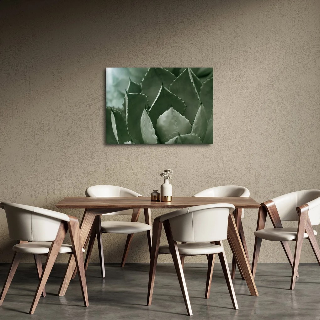 Obraz - Zelená agáve (70x50 cm)
