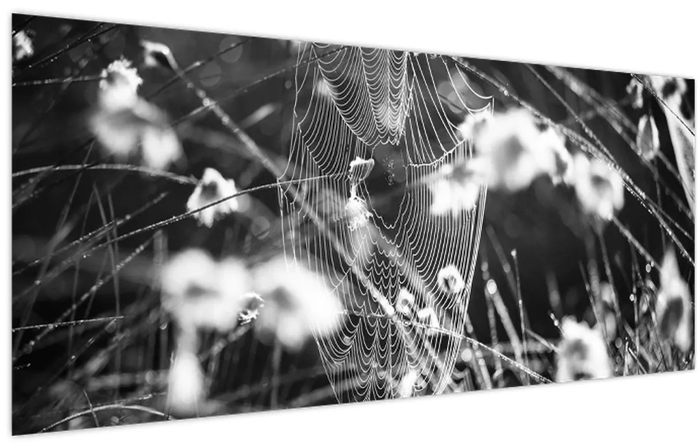 Obraz - Pavučina na lúke (120x50 cm)