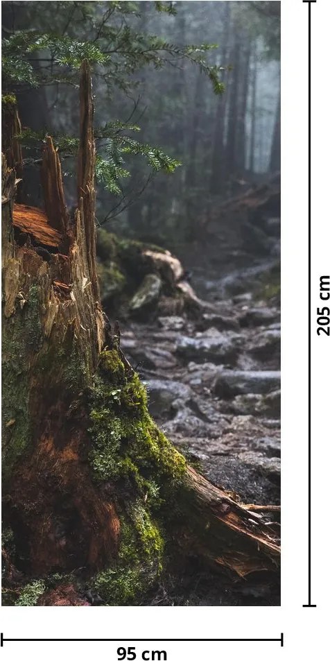 Fototapeta na dvere - V lese (95x205cm)