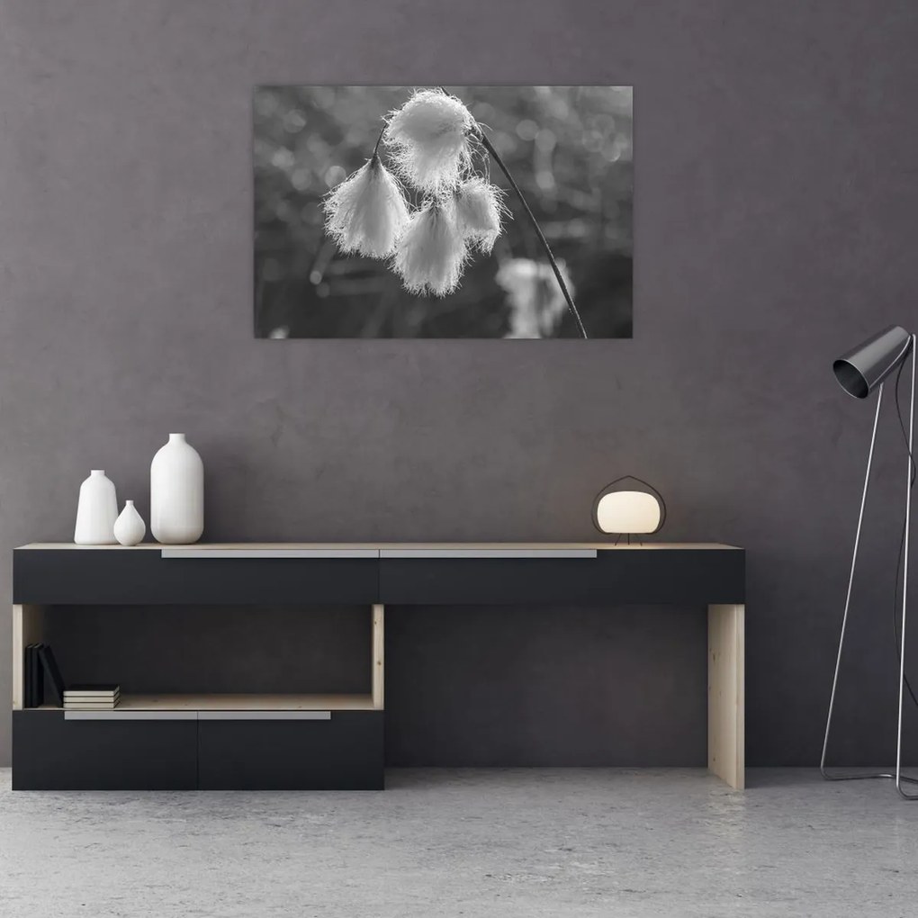 Obraz - Cottongrass (90x60 cm)