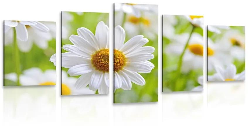 5-dielny obraz jarná lúka plná kvetov Varianta: 200x100