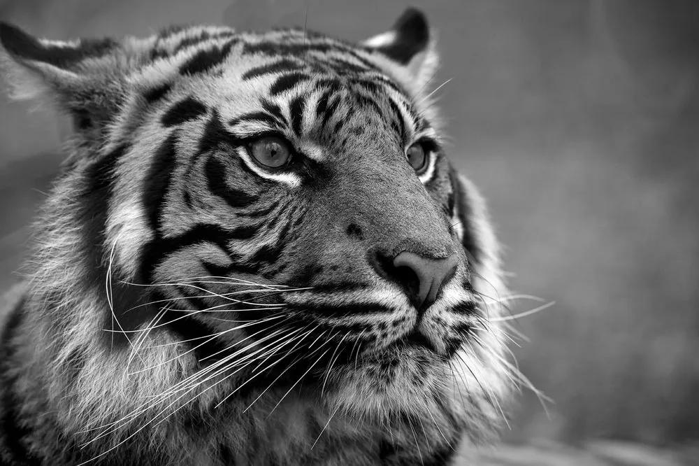 Fototapeta bengálsky čiernobiely tiger - 300x200