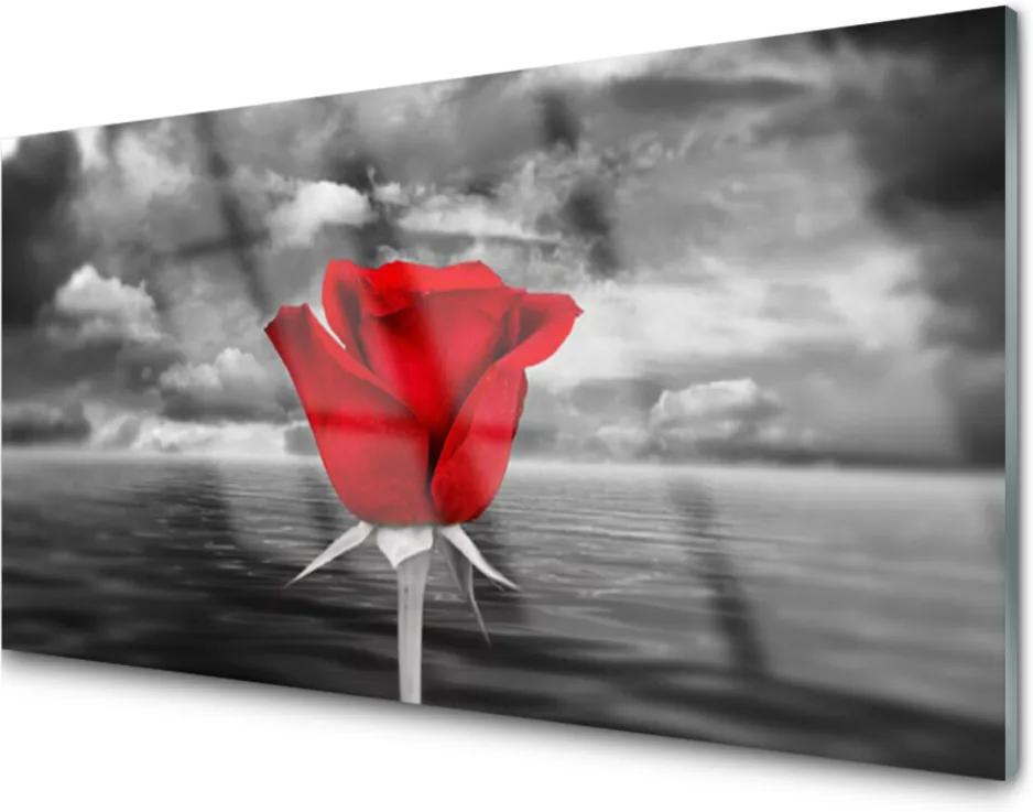 Obraz na akrylátovom skle Ruže Kvet Rastlina