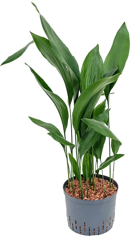 Aspidistra elatior tuft 25/19 cm výška 100 cm