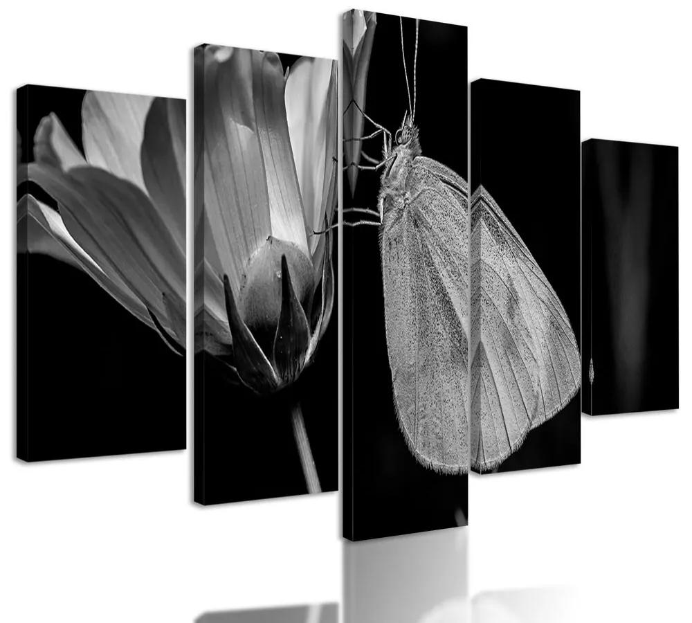 5-dielny obraz nočný motýľ v čiernobielom prevedení