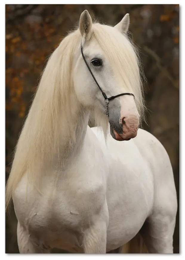 Foto obraz akrylový na stenu Biely kôň pl-oa-70x100-f-20279247
