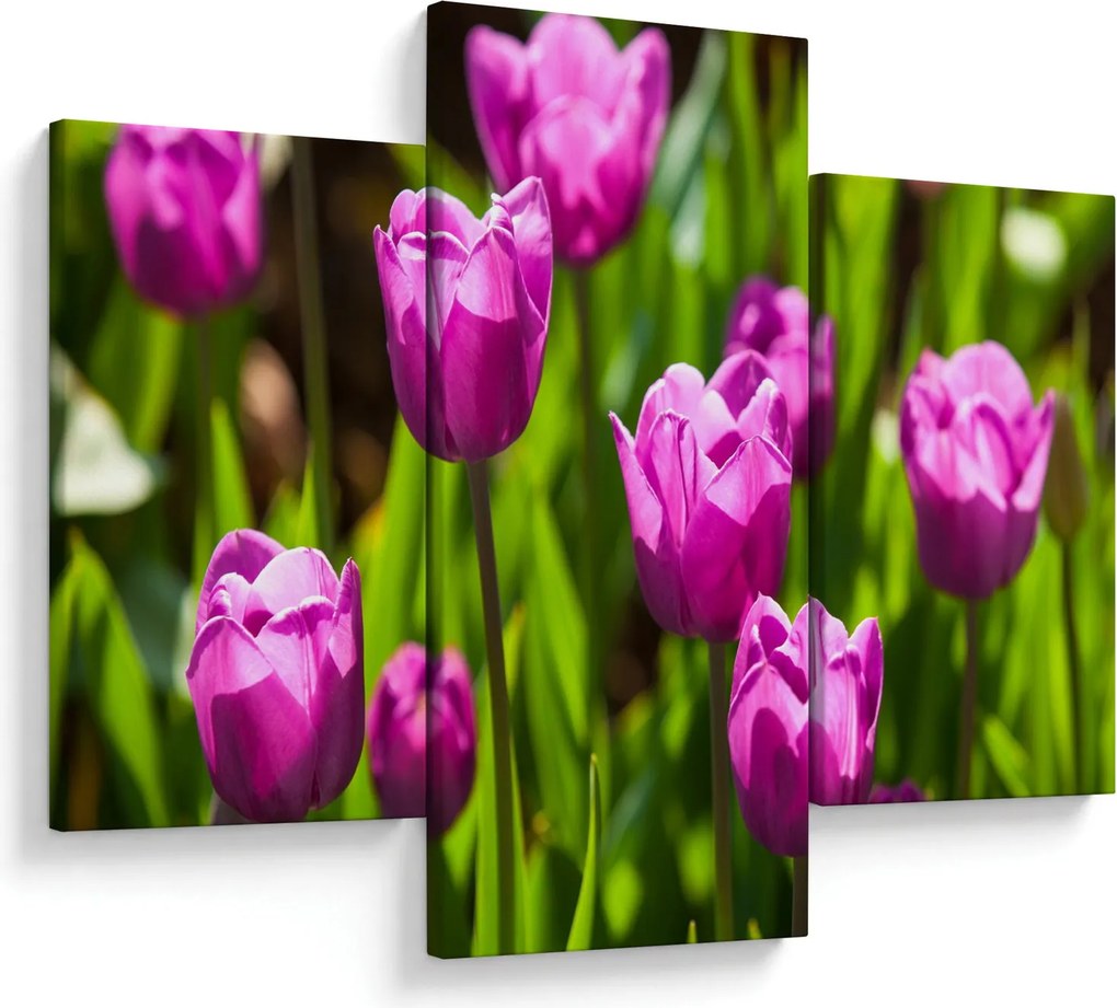 Obraz tulipánov na lúke (90x60 cm)