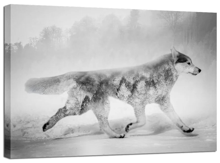 Obraz Styler Canvas Nordic Wolf, 75 × 100 cm