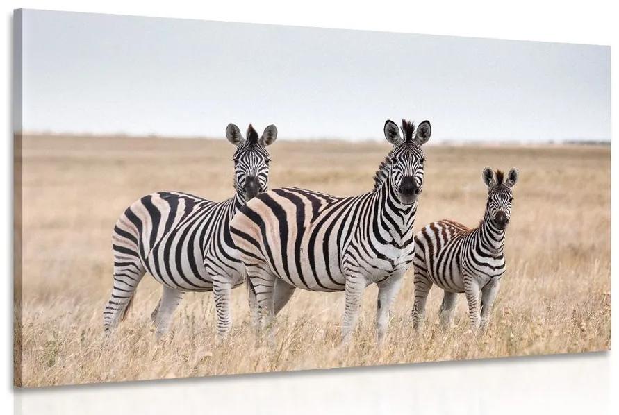 Obraz tri zebry v savane Varianta: 120x80