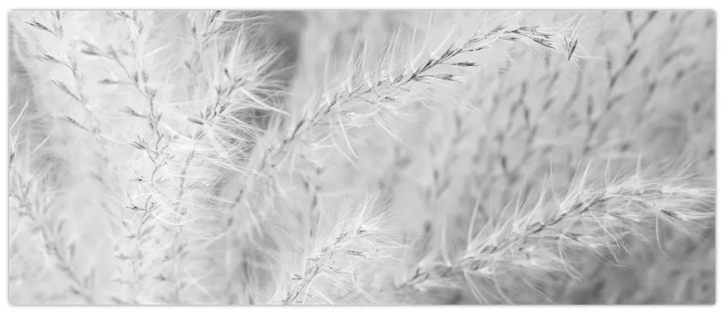Obraz - Pampas grass N⁰1 (120x50 cm)