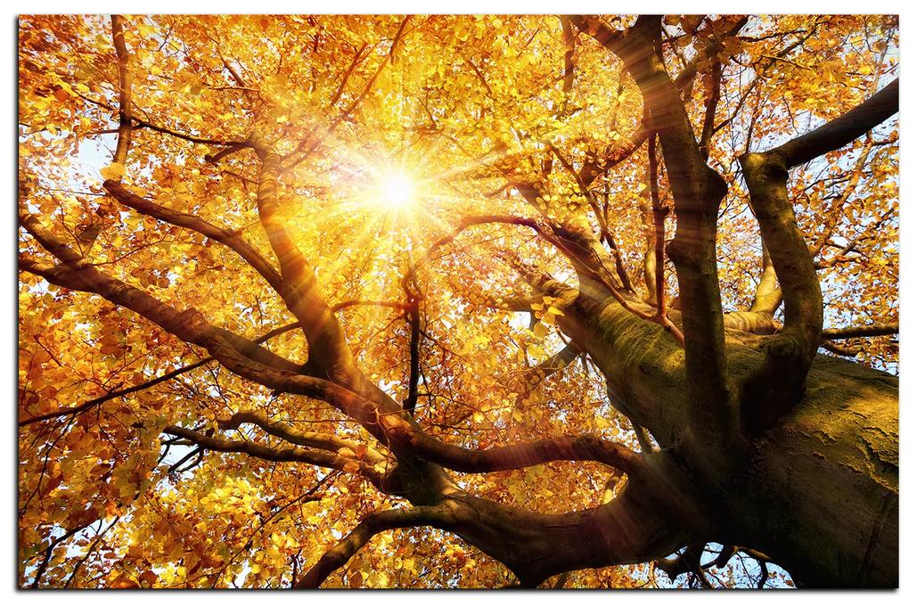 Obraz na plátne - Slnko cez vetvi stromu 1240A (100x70 cm)