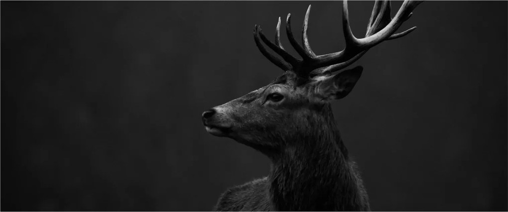 Obraz - Portrét jeleňa (120x50 cm)