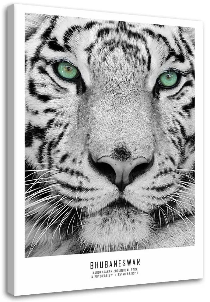 Obraz na plátně Afrika tygří zvířata - 40x60 cm