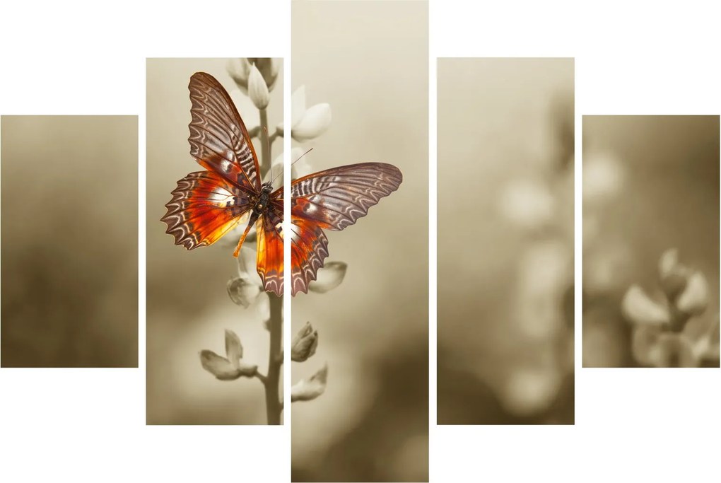 Obraz motýľa (150x105 cm)