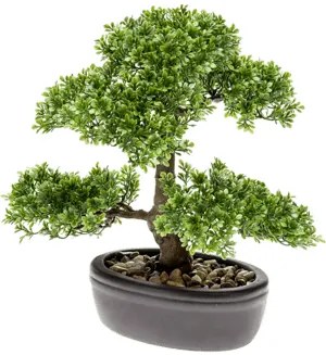 Bonsai ficus mini on plate brown 32 cm