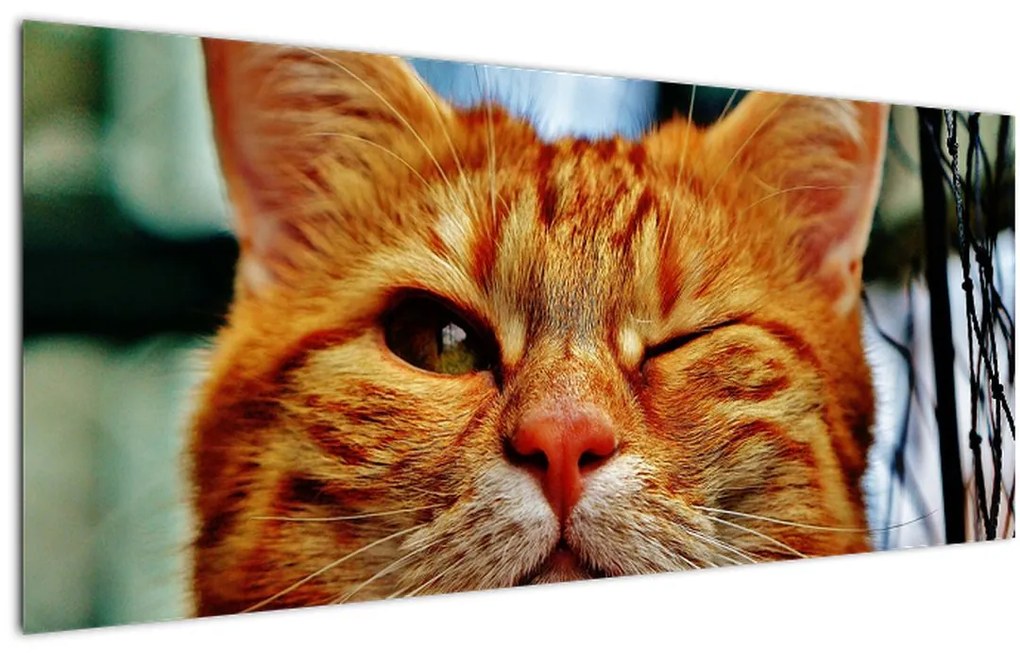 Obraz žmurkajúce mačky (120x50 cm)