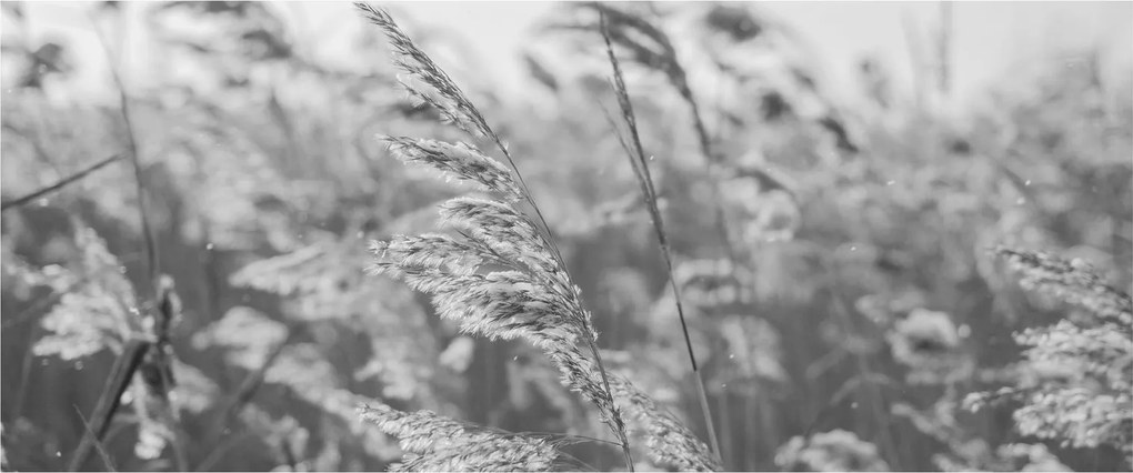 Obraz - Tráva vo vetre (120x50 cm)